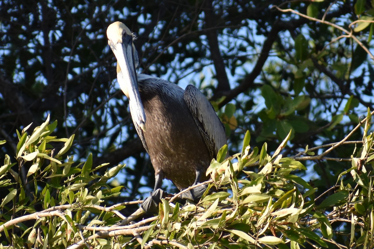 Brown Pelican - ML139320531