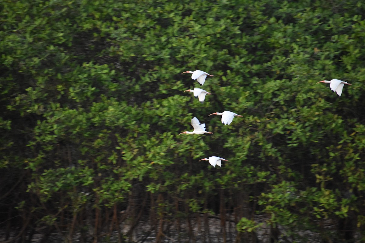 White Ibis - ML139320721