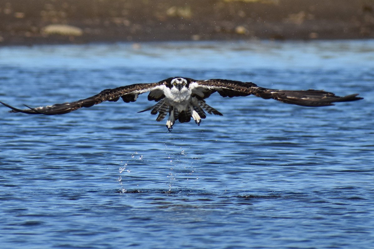 Águila Pescadora - ML139320731