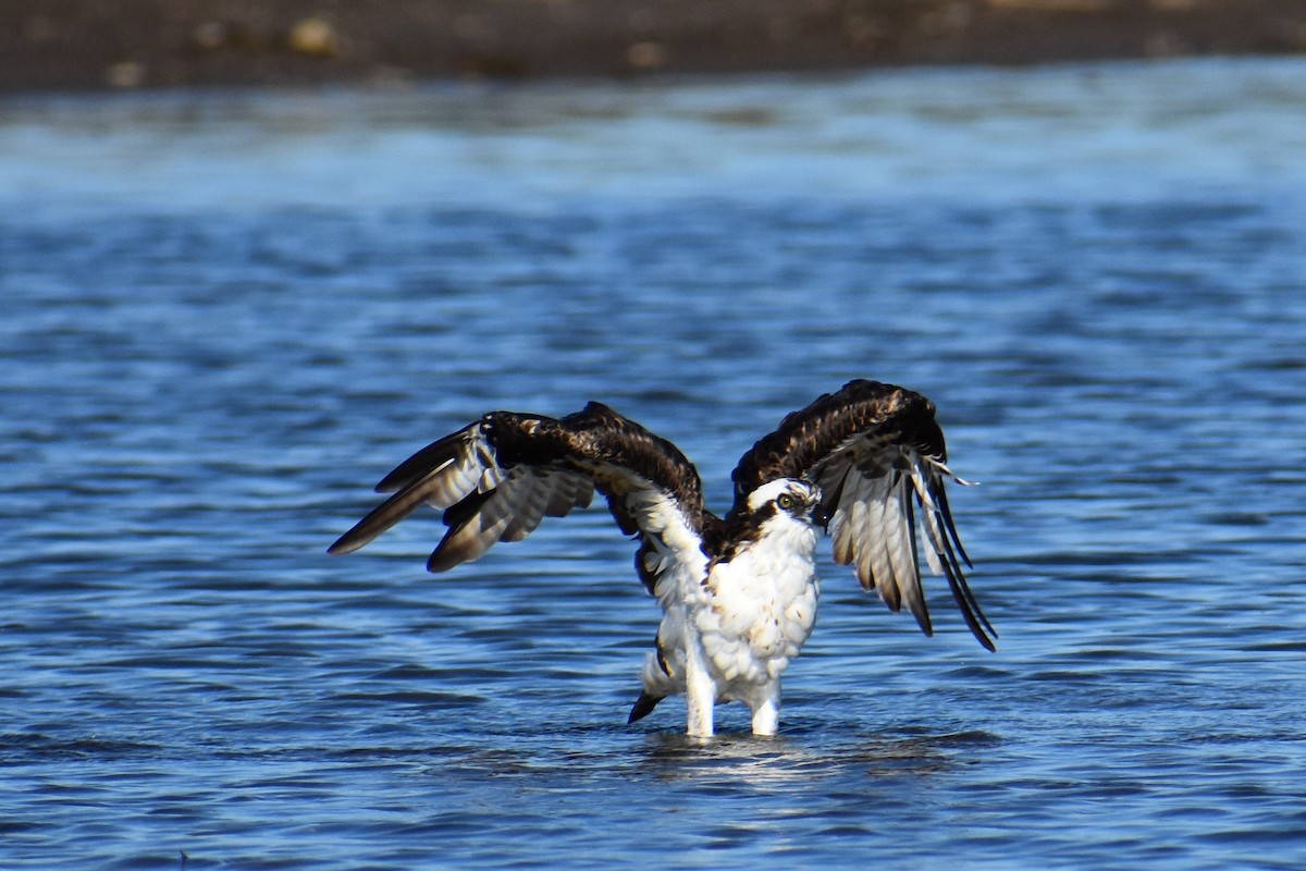 Águila Pescadora - ML139320741