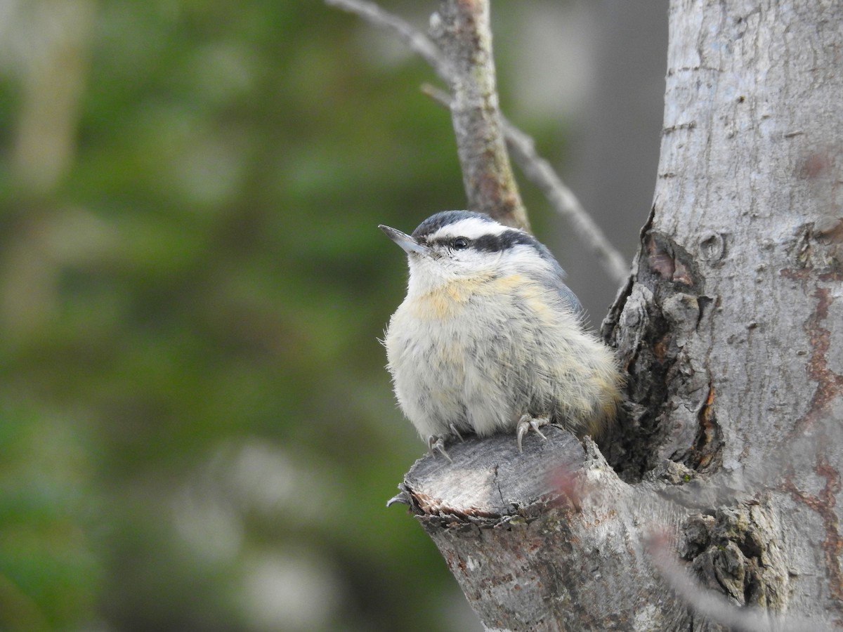 Red-breasted Nuthatch - Guylaine McGuire