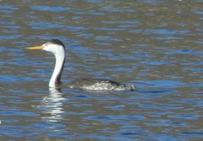 Clark's Grebe - ML139322761