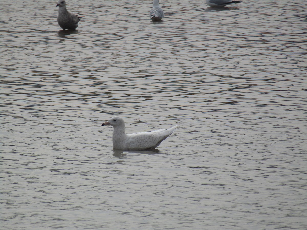 Glaucous Gull - Miles Marshall