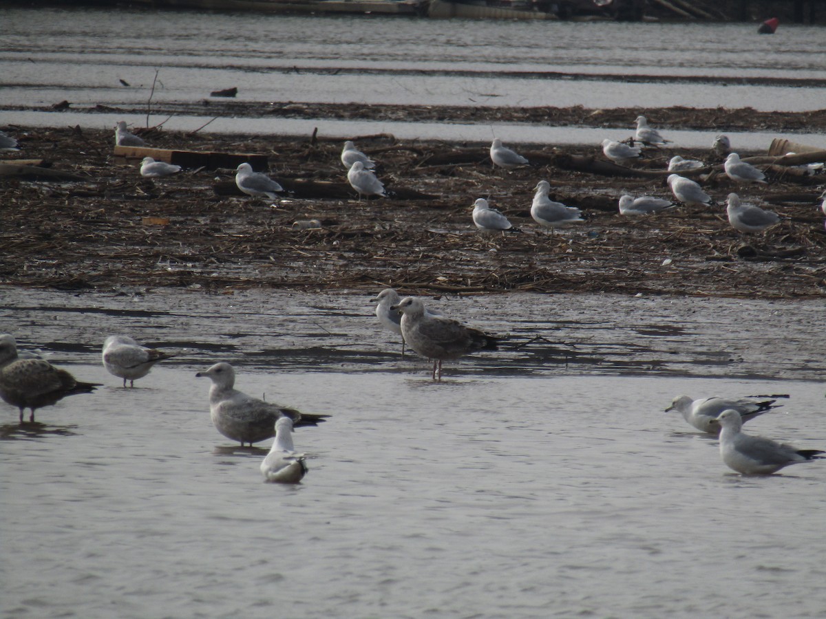 Herring Gull - Miles Marshall