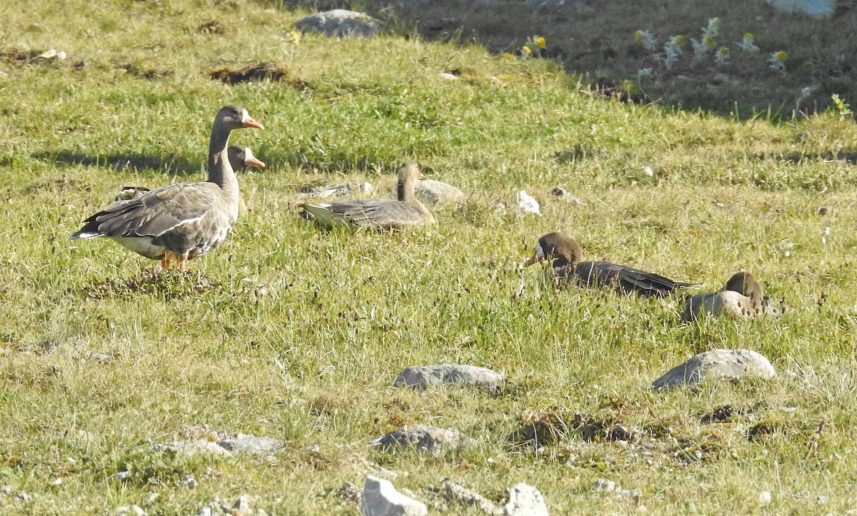 Greater White-fronted Goose - Jean Iron