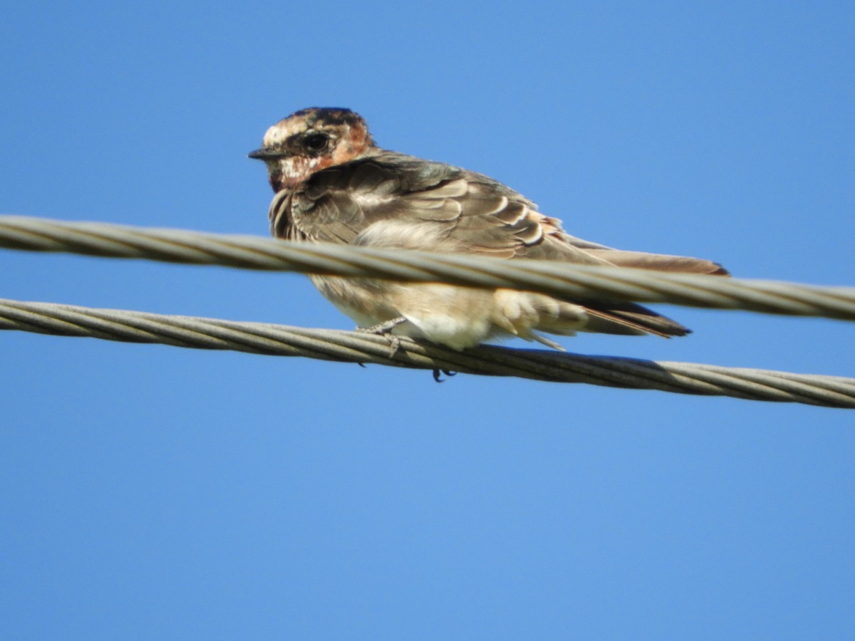 Golondrina Cabecicastaña - ML139326331