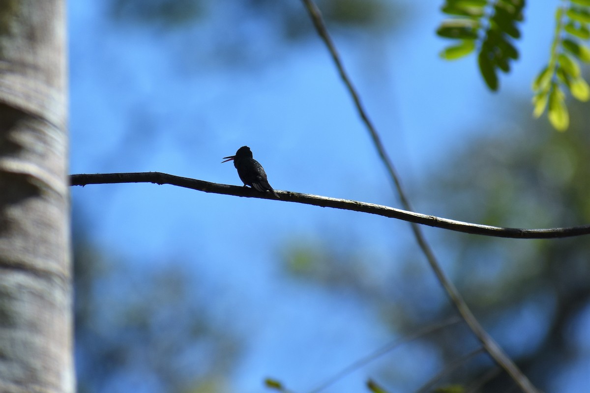 Blue-throated Goldentail - ML139326741