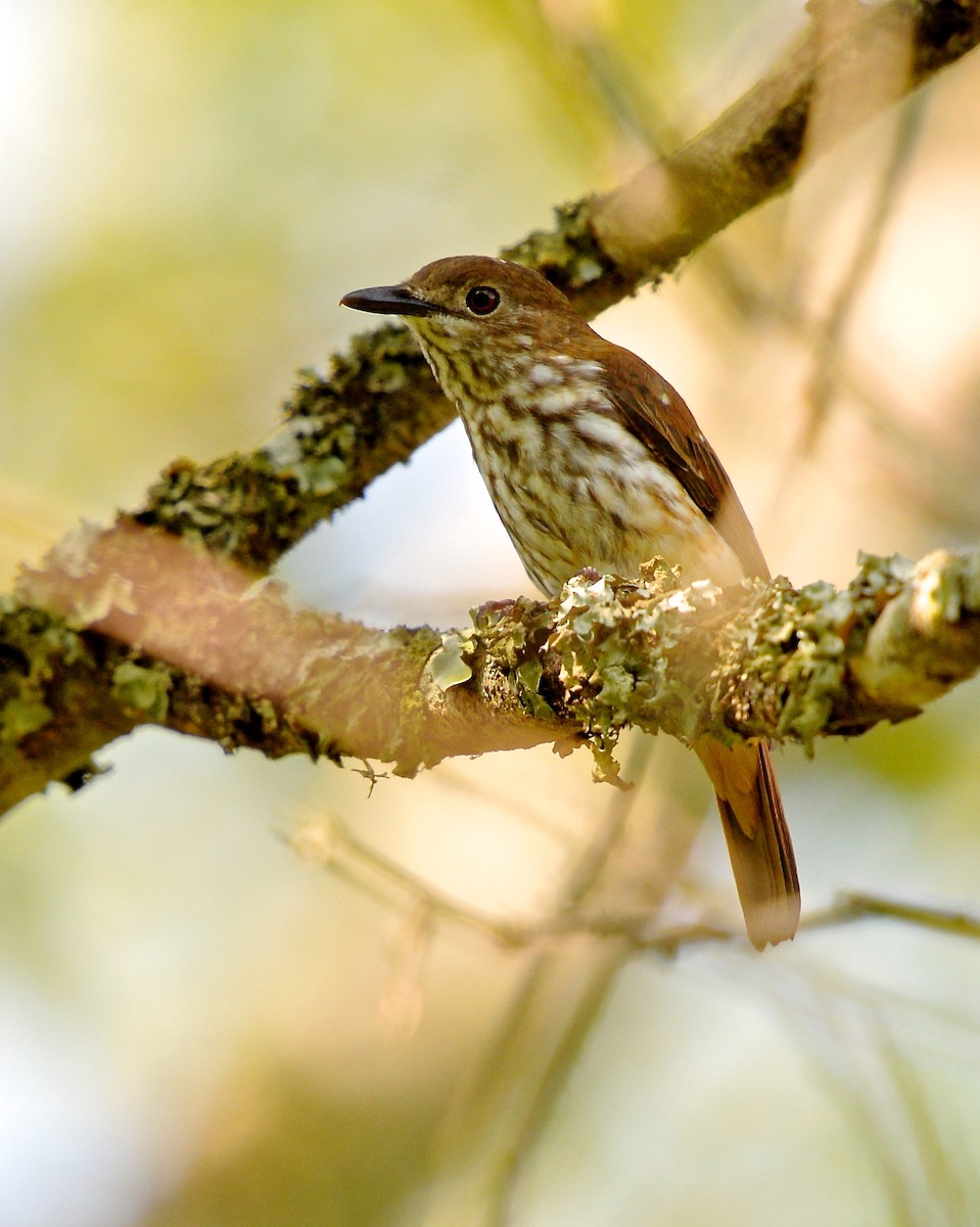 African Shrike-flycatcher - Gerald Friesen