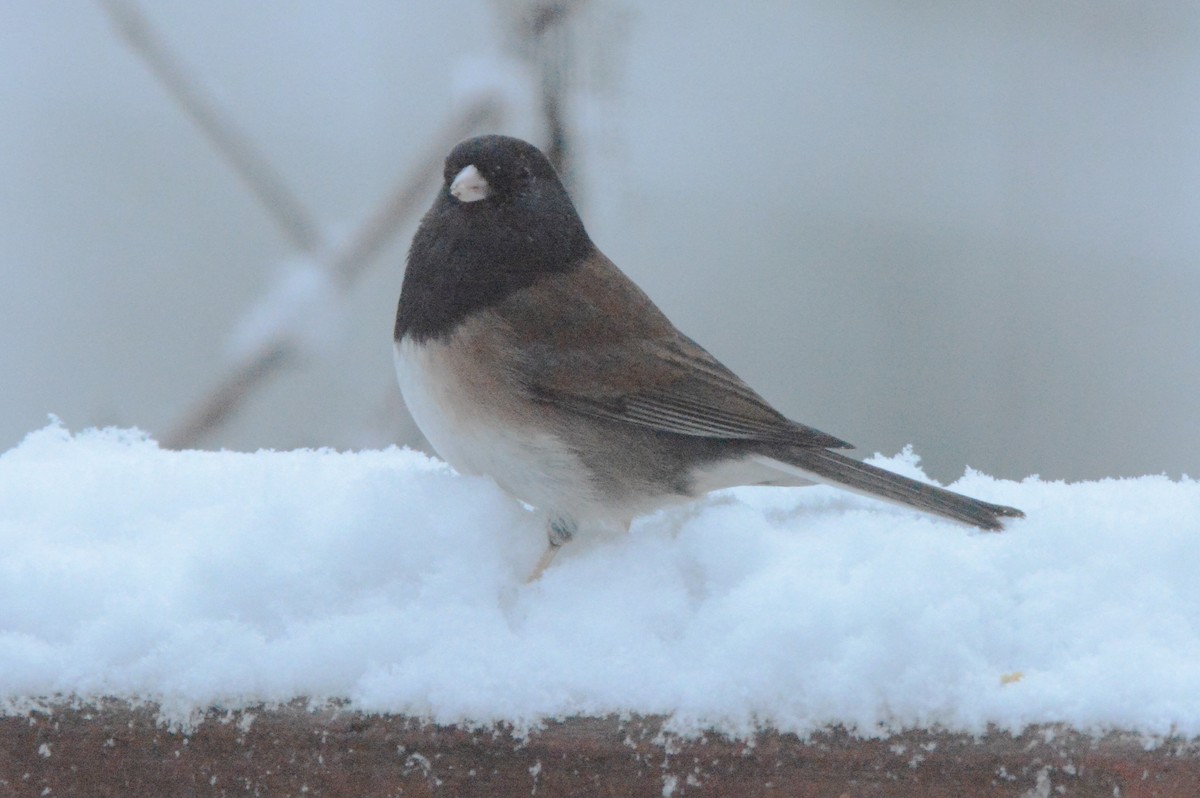 Dark-eyed Junco (Oregon) - Tim Johnson