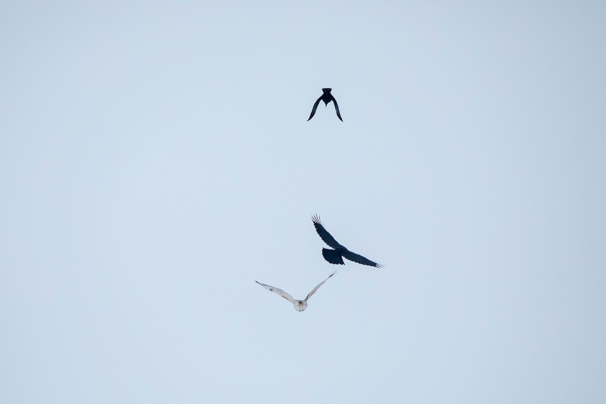 Red-tailed Hawk - ML139331481
