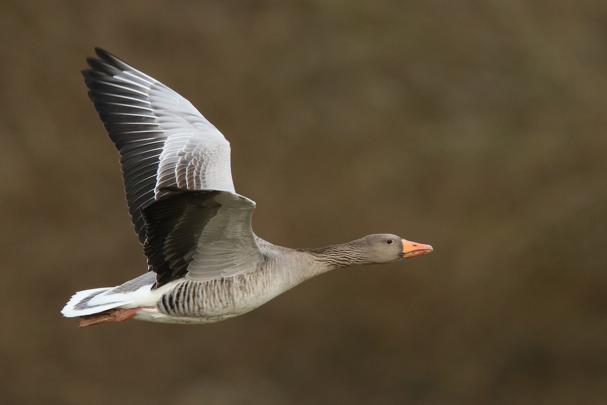 Graylag Goose - Volker Hesse