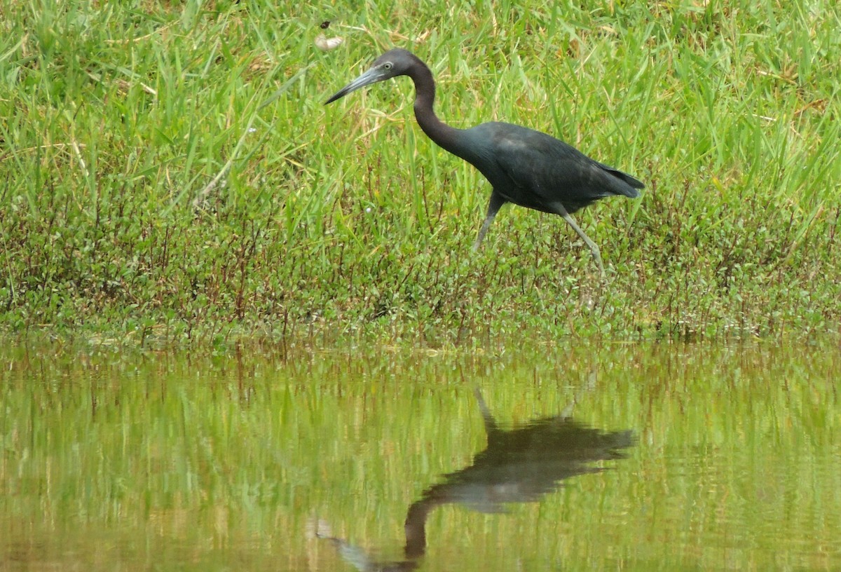 Little Blue Heron - ML139335531