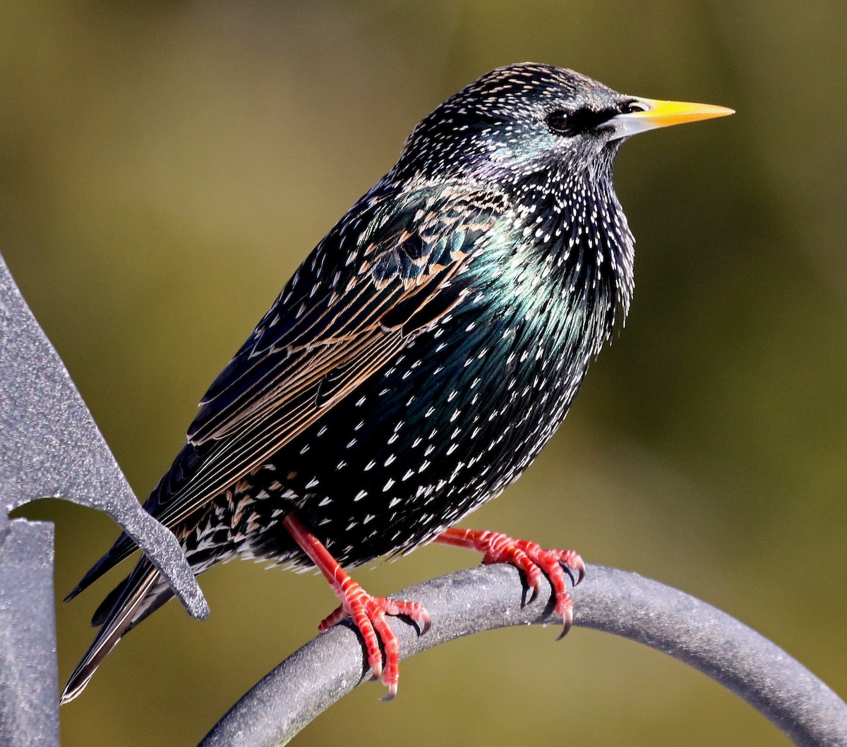 European Starling - ML139335971