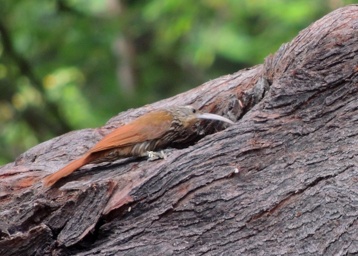 Streak-headed Woodcreeper - ML139336901