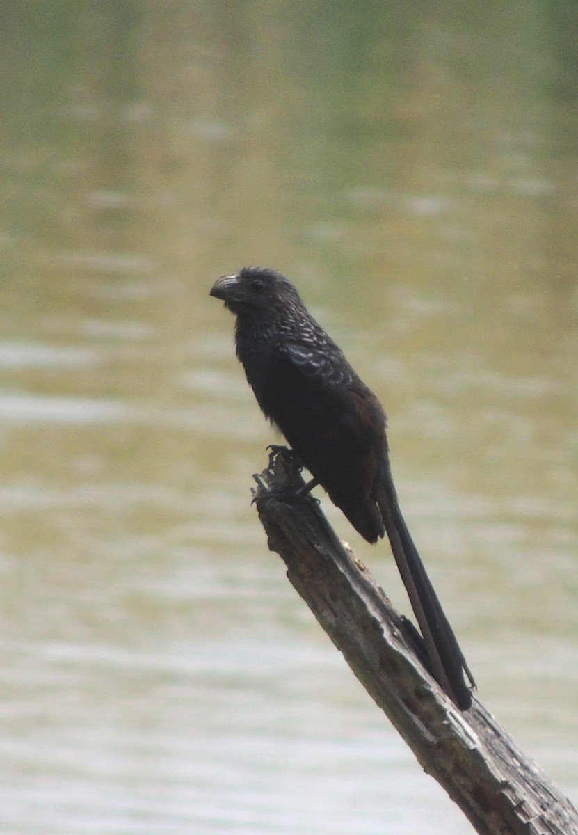 Groove-billed Ani - ML139337081