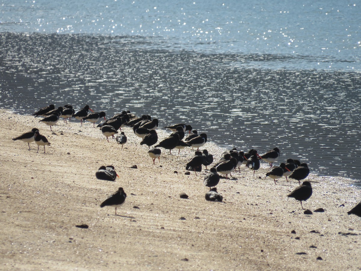 South Island Oystercatcher - Alan Bedford-Shaw