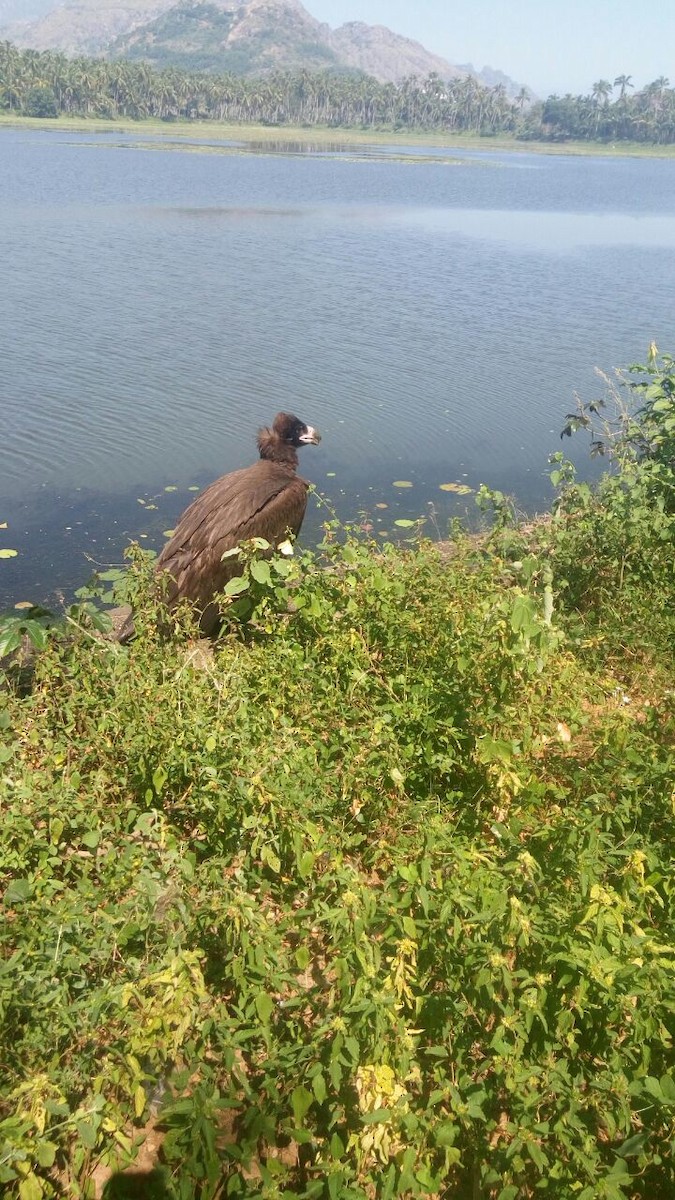 Cinereous Vulture - ML139337671