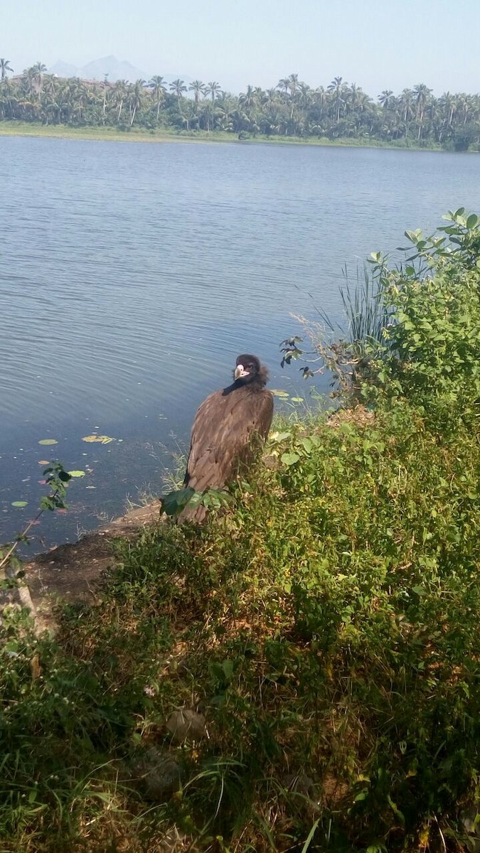 Cinereous Vulture - ML139337681