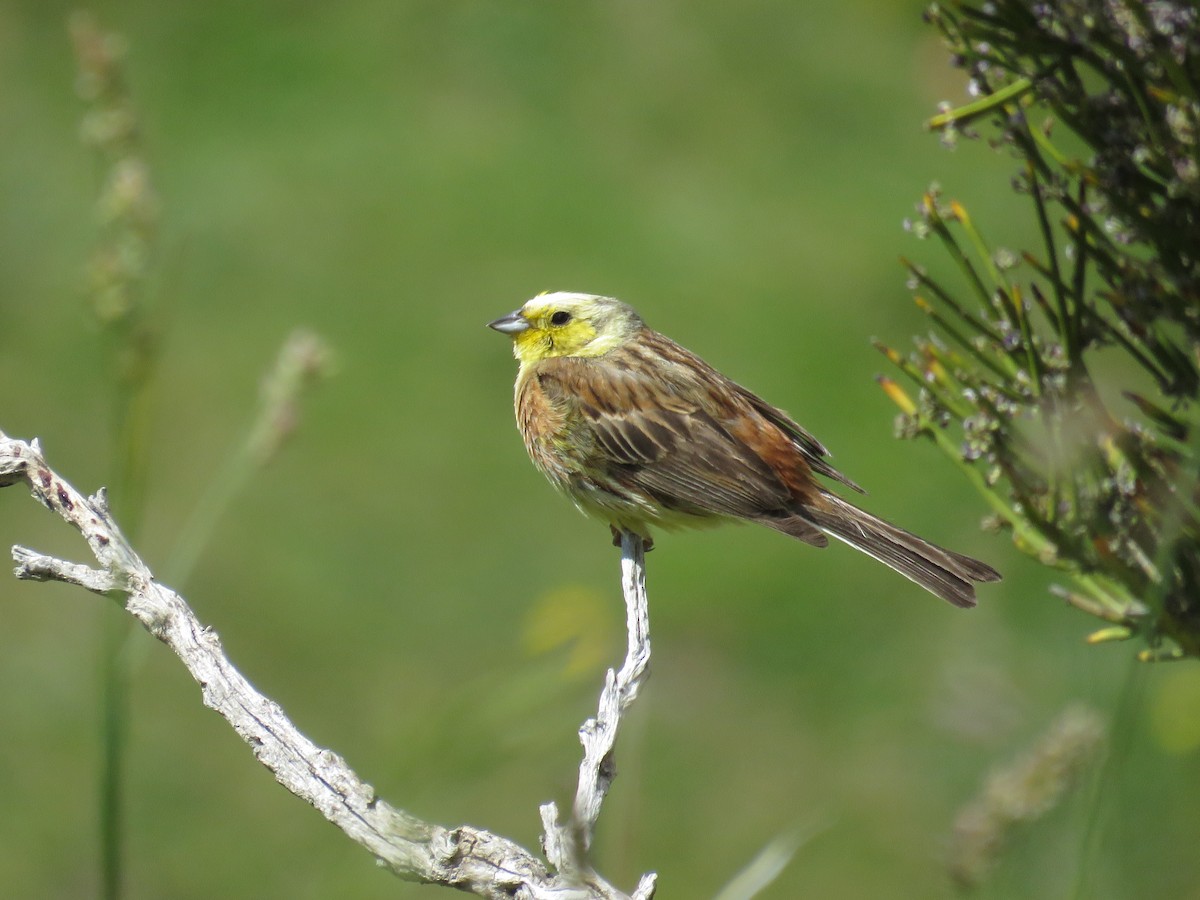 Yellowhammer - ML139337771