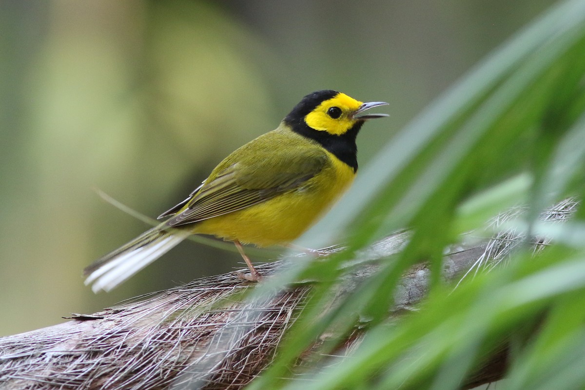 Hooded Warbler - ML139338281