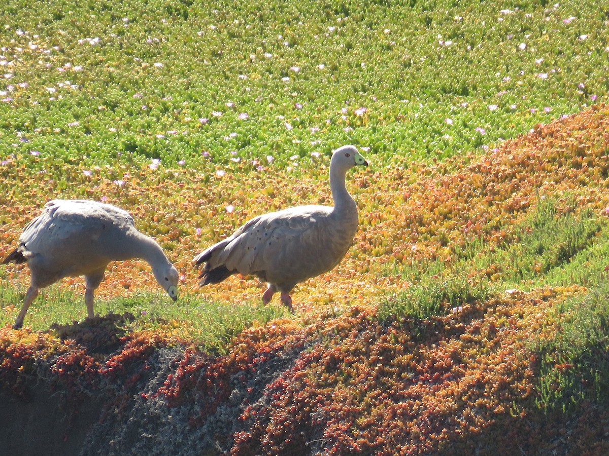 Cape Barren Goose - ML139339171