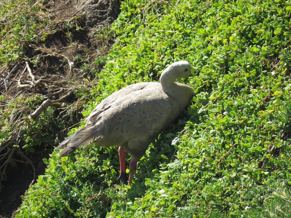 Cape Barren Goose - ML139339201