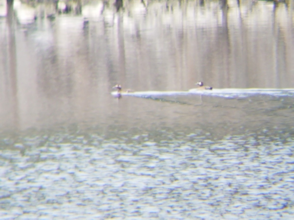 White-winged Scoter - ML139339471