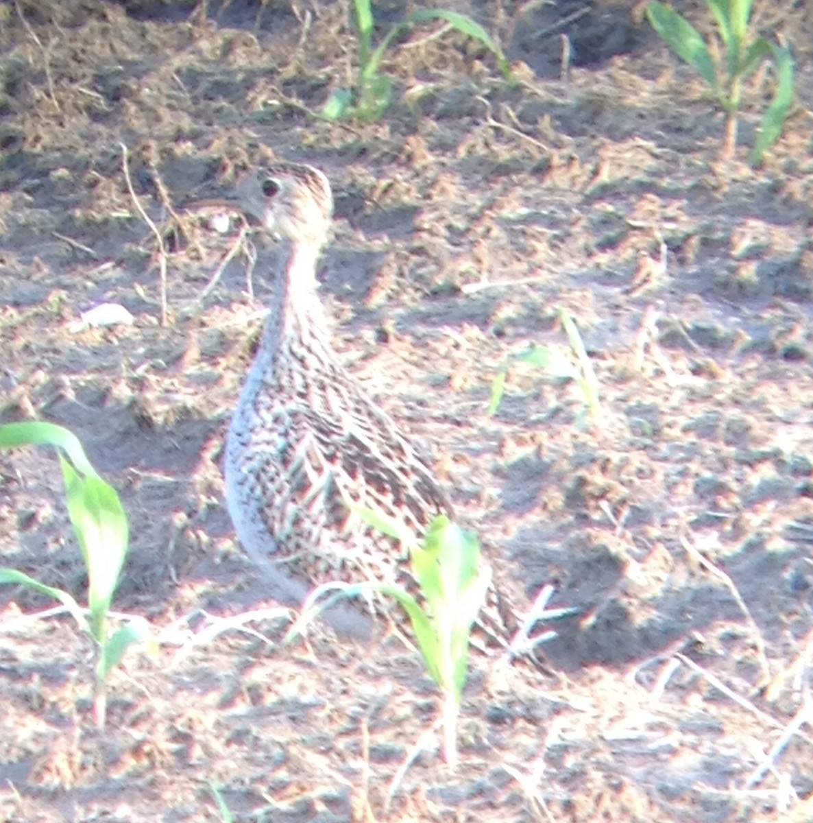 Upland Sandpiper - ML139339521