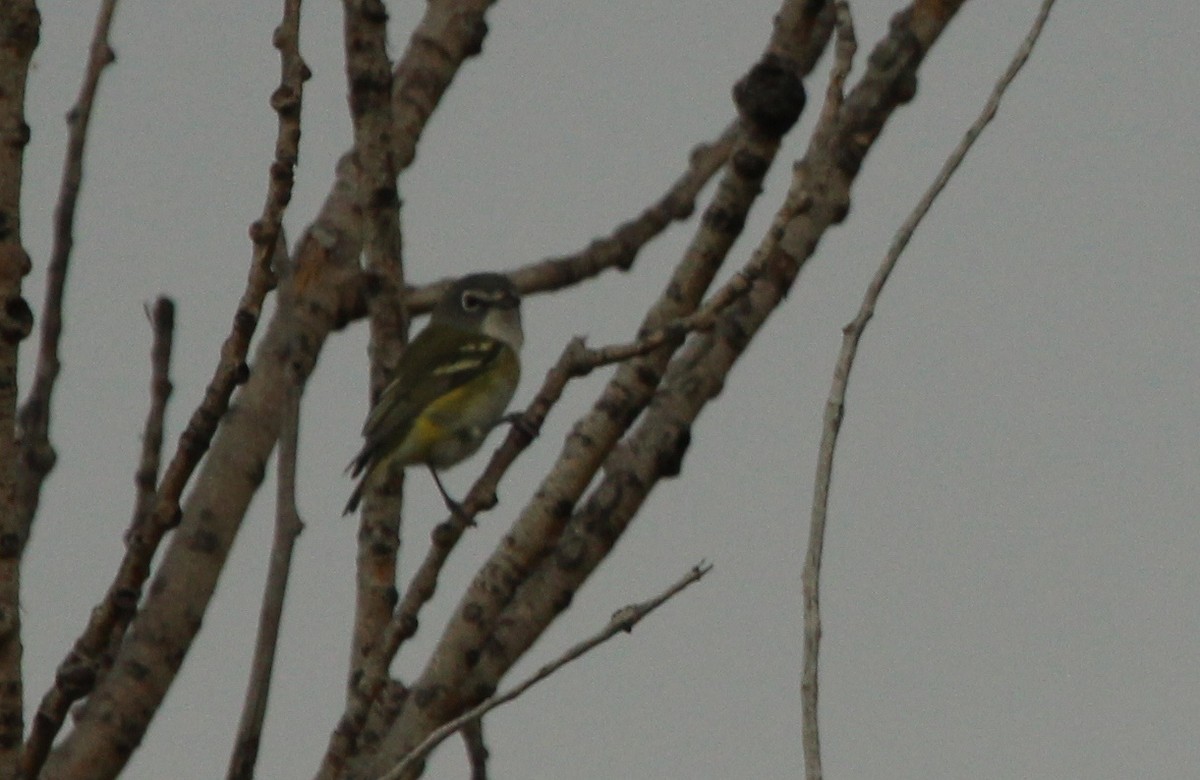 Blue-headed Vireo - Ryan Terrill