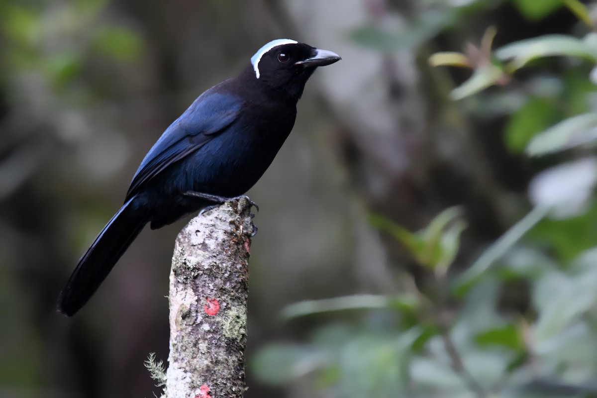 Azure-hooded Jay - Lev Frid | Rockjumper Birding