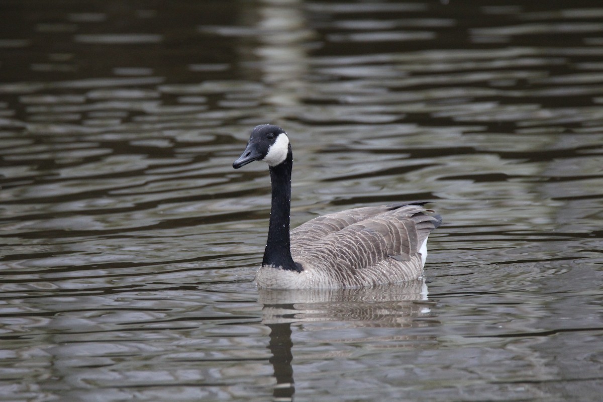 Canada Goose - Ed Vigezzi