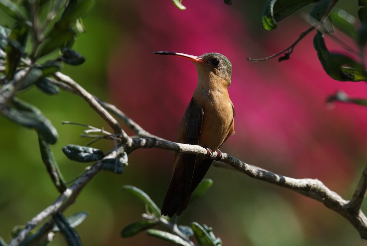 kolibřík ryšavý - ML139346201