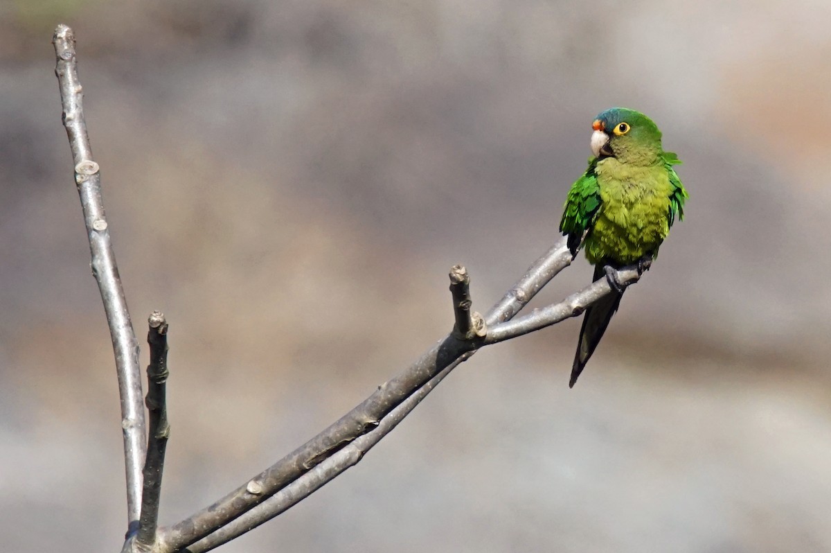 Aratinga Frentinaranja - ML139346321