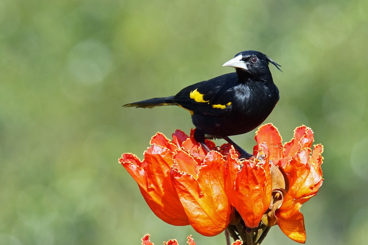 Yellow-winged Cacique - Doris Guimond et Claude Gagnon