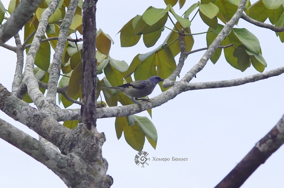 Yellow-winged Tanager - Bennet Homero