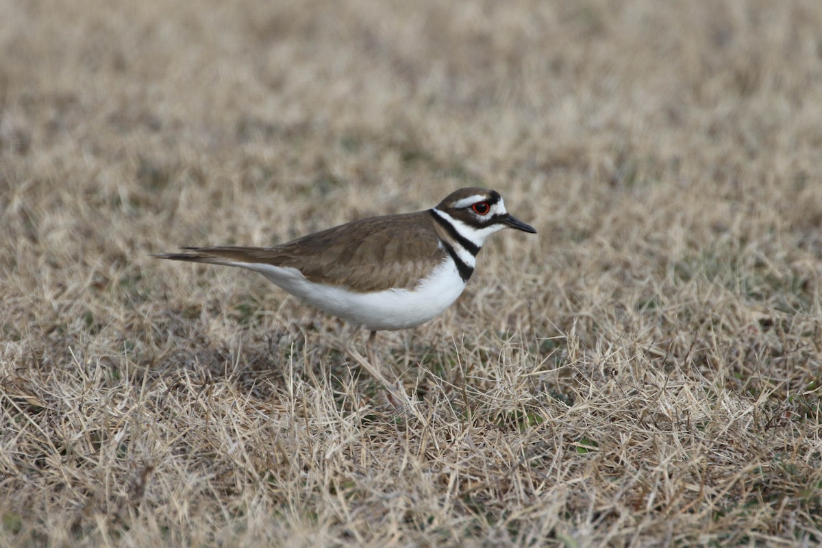 Killdeer - Karen & Tom Beatty