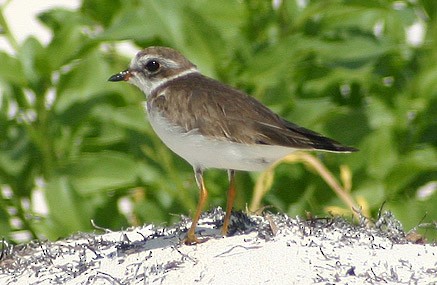 חופמי אמריקני - ML139347801