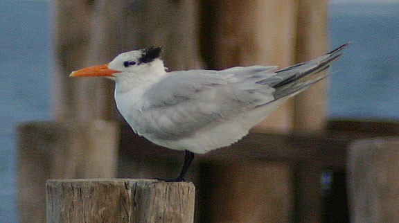 Royal Tern - ML139347931