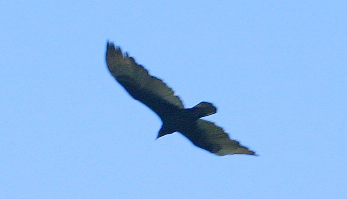 Turkey Vulture - ML139348021