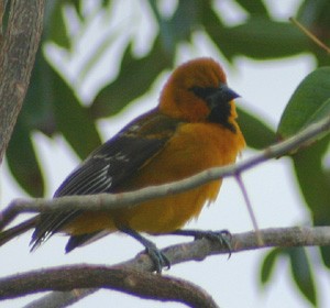 Oriole à gros bec - ML139348261