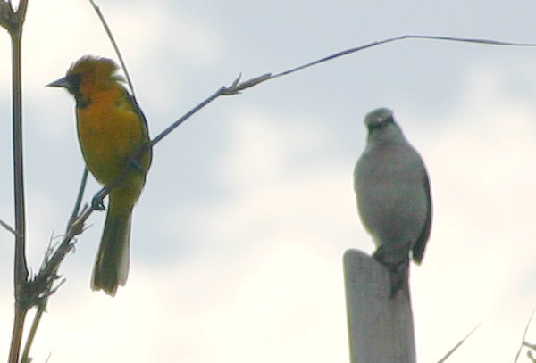 Oriole à gros bec - ML139348281