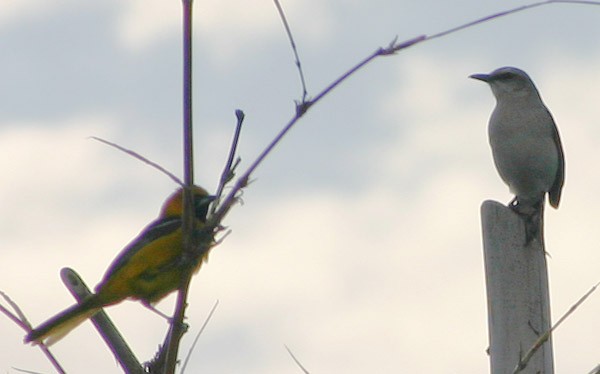 Altamira Oriole - Liz Peters - MacDonald