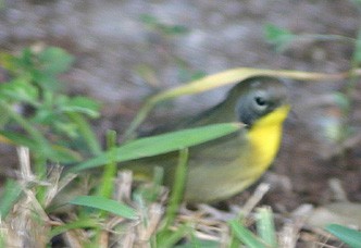 Common Yellowthroat - ML139348331