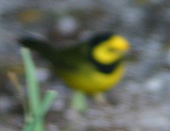 Hooded Warbler - ML139348361