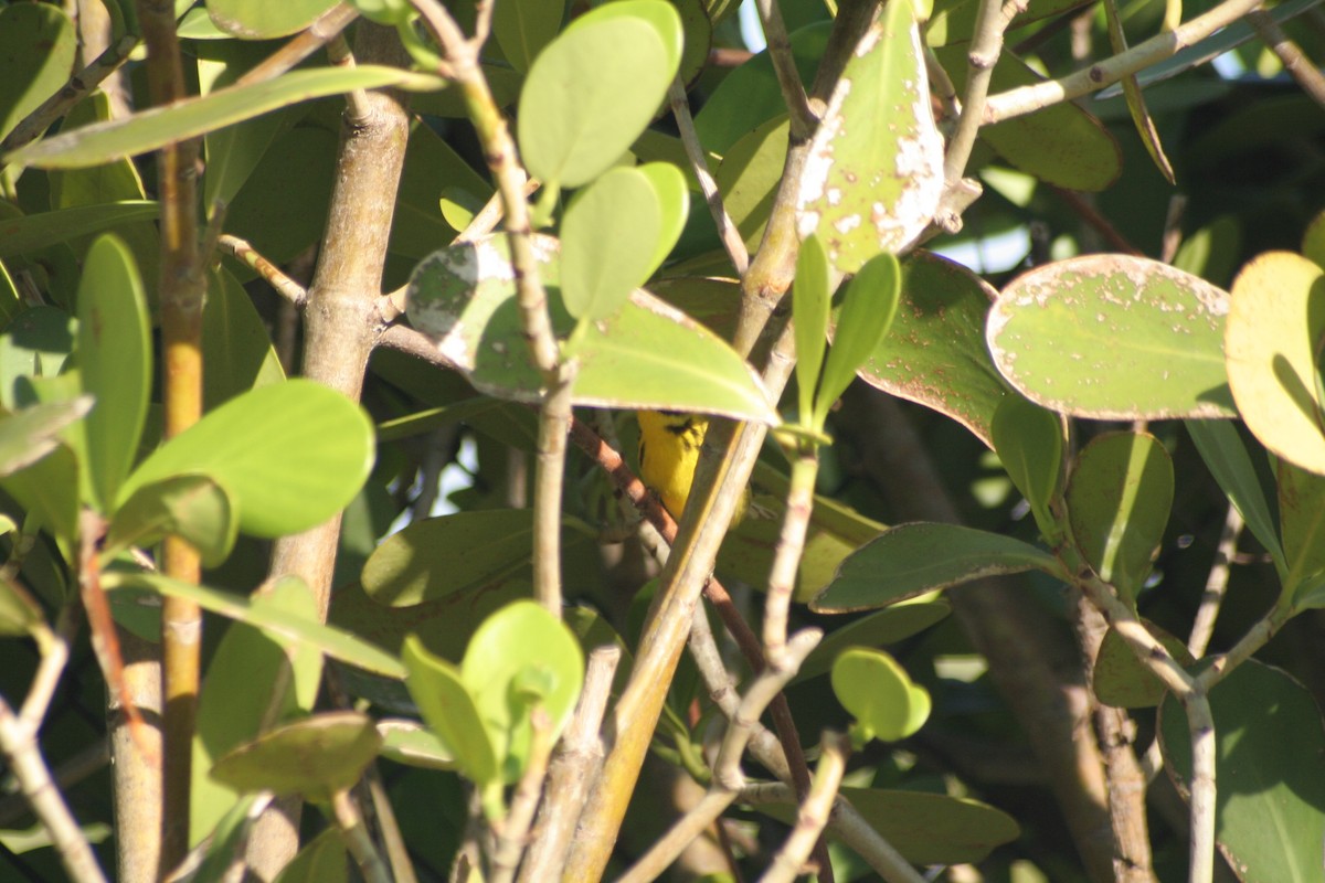 Prairie Warbler - Liz Peters - MacDonald