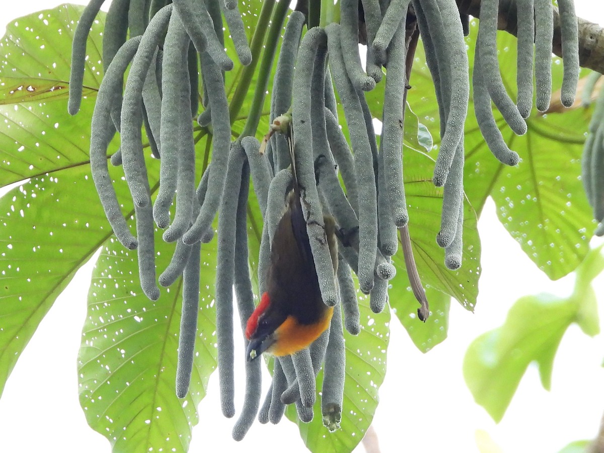 Scarlet-crowned Barbet - ML139349421