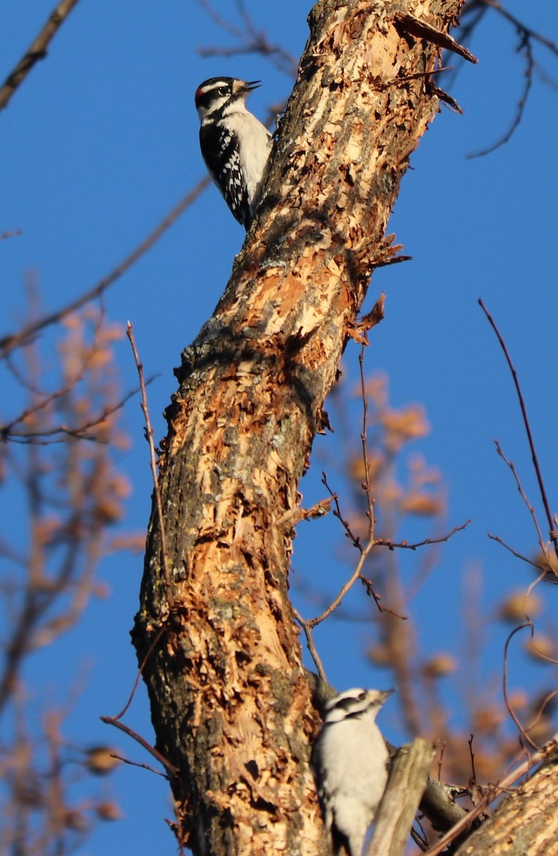 Downy Woodpecker - ML139349841