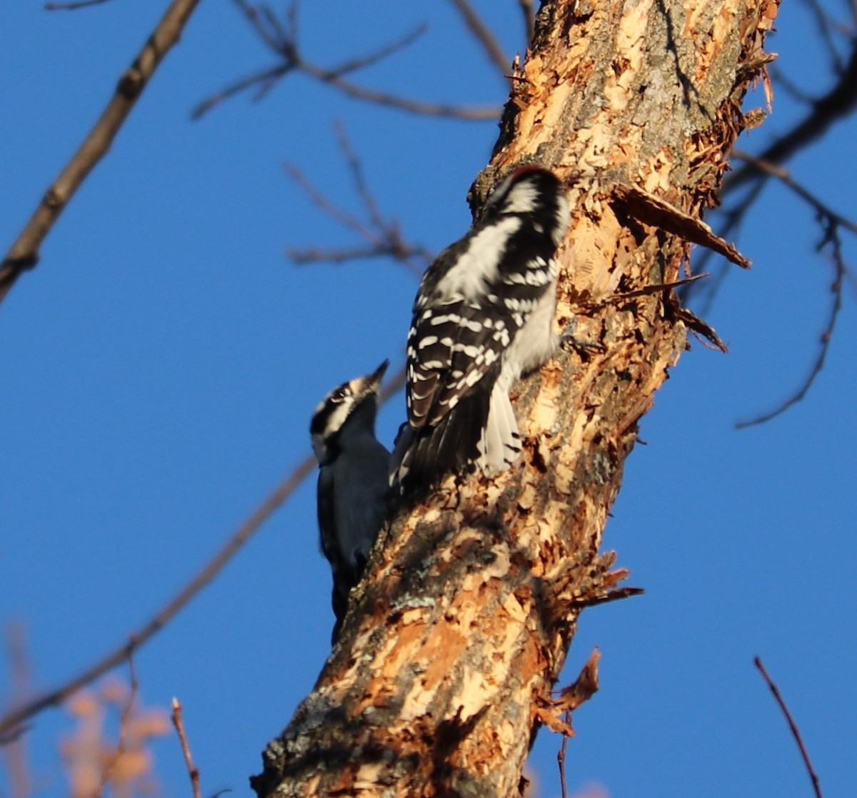 Downy Woodpecker - ML139349871