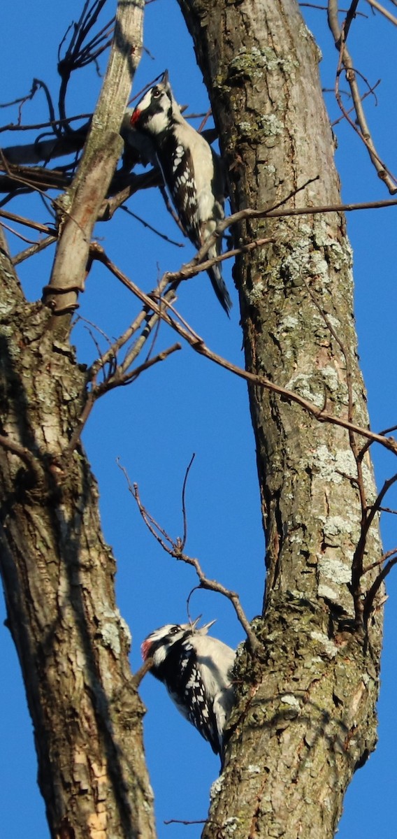 Downy Woodpecker - ML139349931