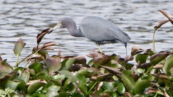 Little Blue Heron - ML139350051